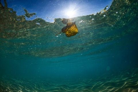 Ocean Tribute: с заботой о мировом океане