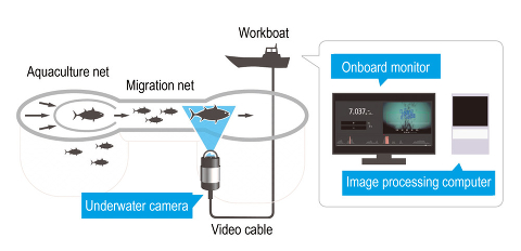 Компания Yanmar запускает автоматизированную систему подсчета рыбы с использованием технологии распознавания изображений